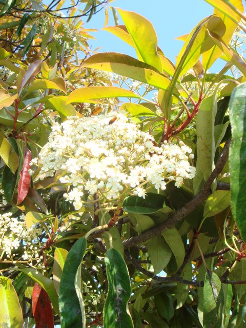 Photinia glabra fleur P26